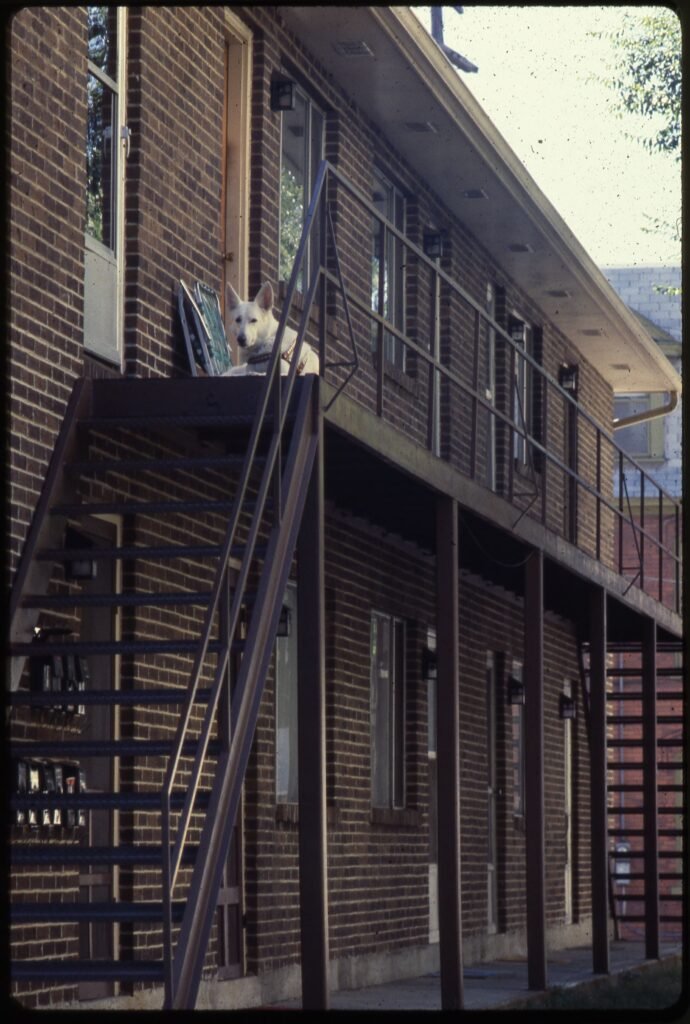 A dog resting on an apartment balcony reached by a metal staircase