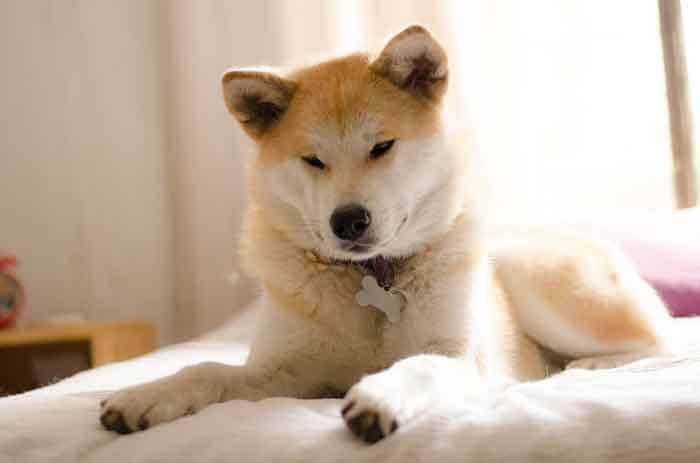 Akita Firs Dog