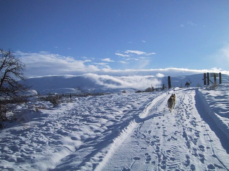 A lone dog walking up a snow-covered road