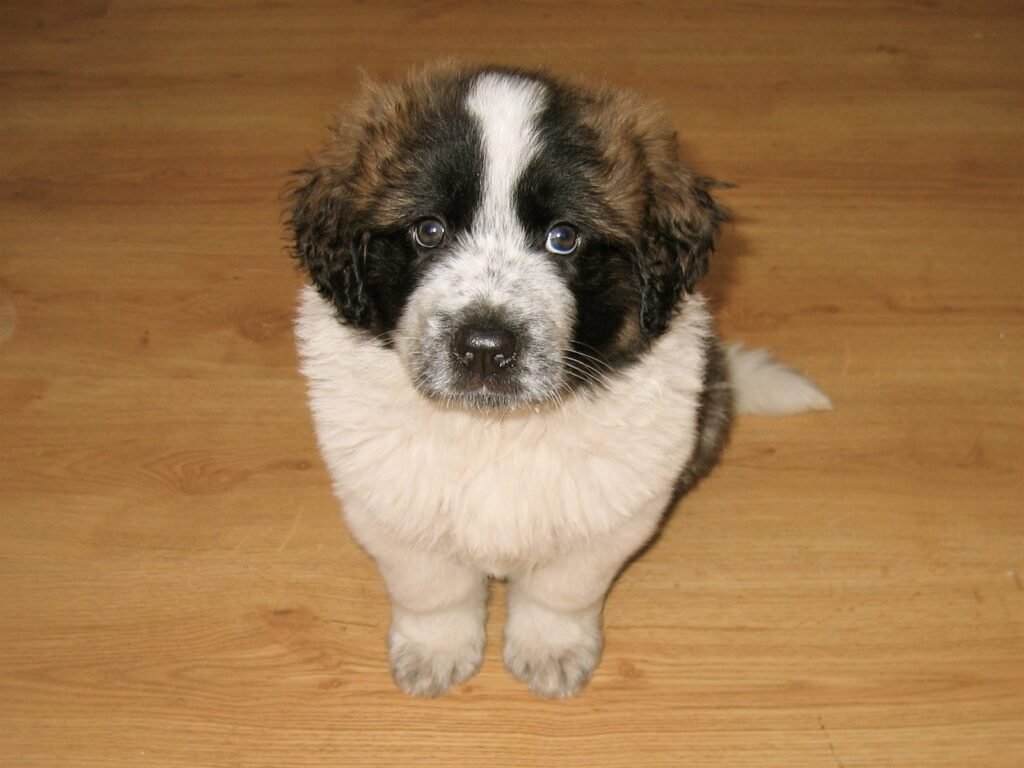 A St Bernard puppy sitting on a wooden floor and looking up at the camera