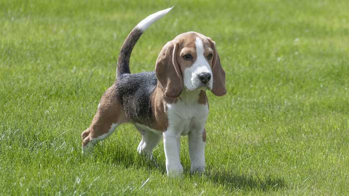 Are Beagles Good Family Dogs