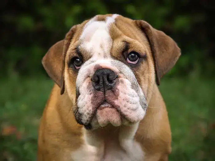 are bulldogs good for