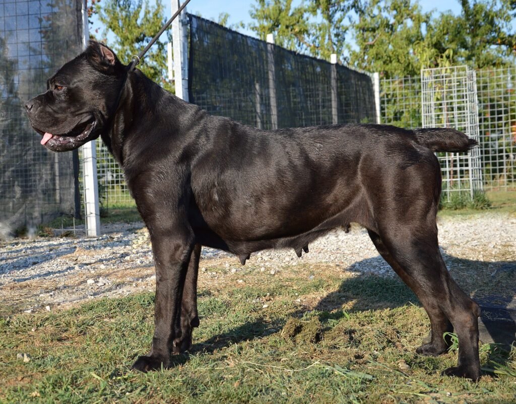 Are Cane Corsos Good Apartment Dogs
