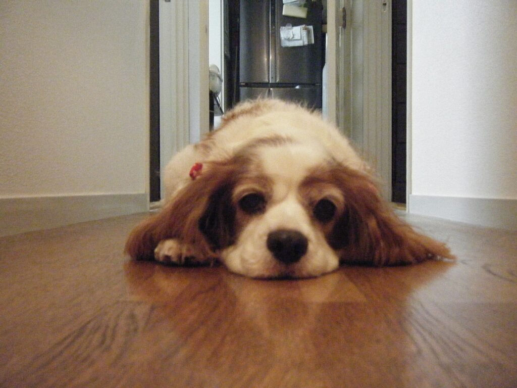 Are Cavalier King Charles Spaniels Good Apartment Dogs