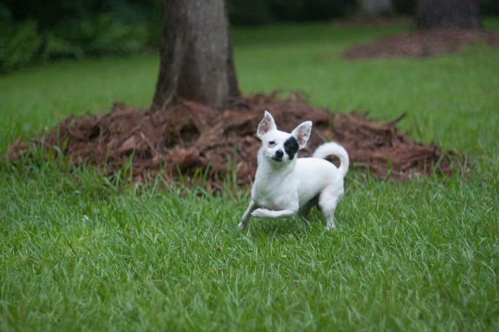 Are Chihuahuas Good Apartment Dogs