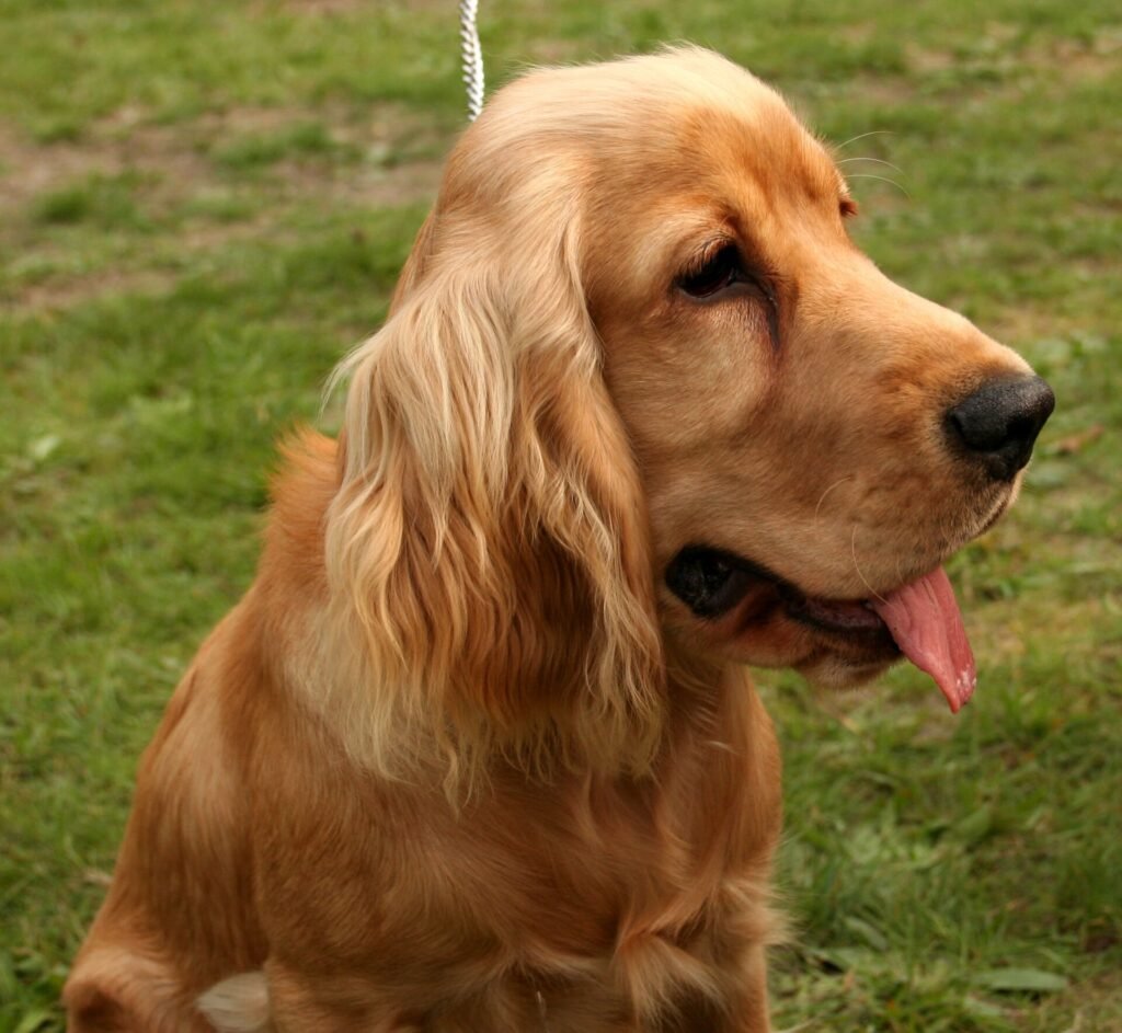 Are Cocker Spaniels Good Apartment Dogs