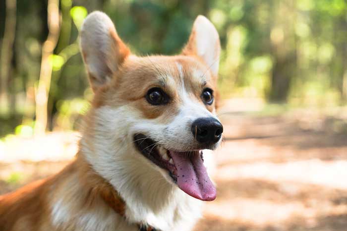 Are Corgis good for first time owners?