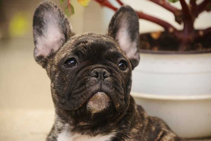 Are French Bulldogs good for first time owners
