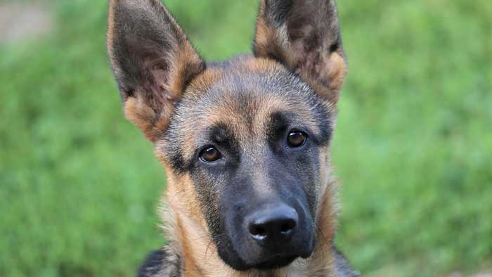 Are German Shepherds Good Family Dogs