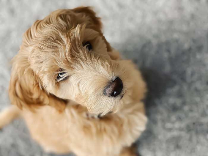 Are goldendoodles good apartment dogs?