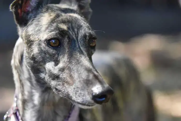 are greyhounds indoor dogs