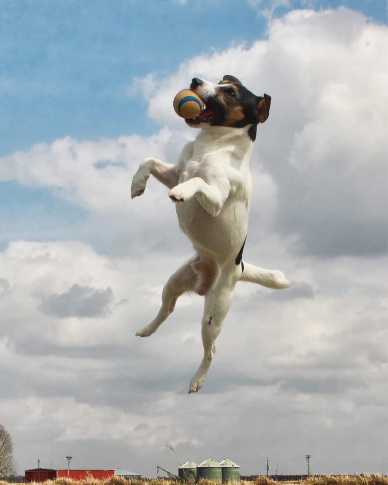 Are Jack Russell Terriers Good Apartment Dogs