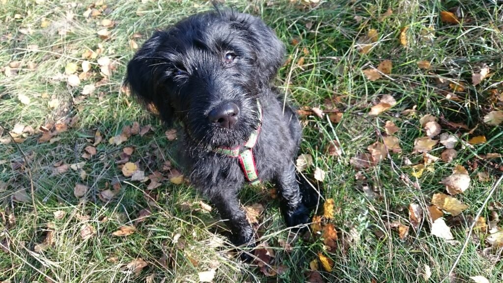 Are Labradoodles Good Apartment Dogs