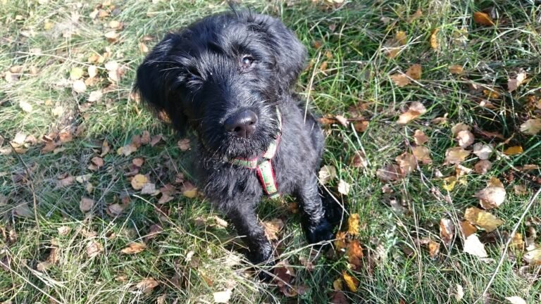 Are Labradoodles Good Apartment Dogs