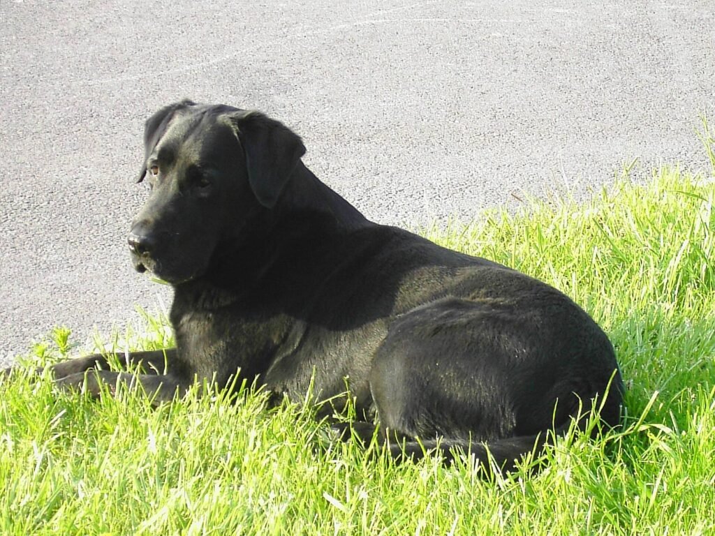A black Labrador lying on the grass