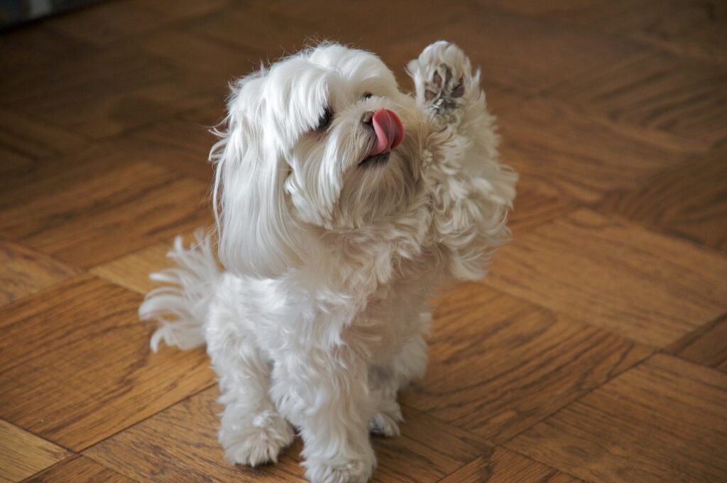 Are Maltese Good Apartment Dogs