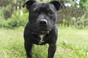 Are Pitbulls good apartment dogs