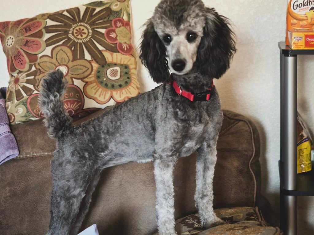 Are Poodles Good Apartment Dogs