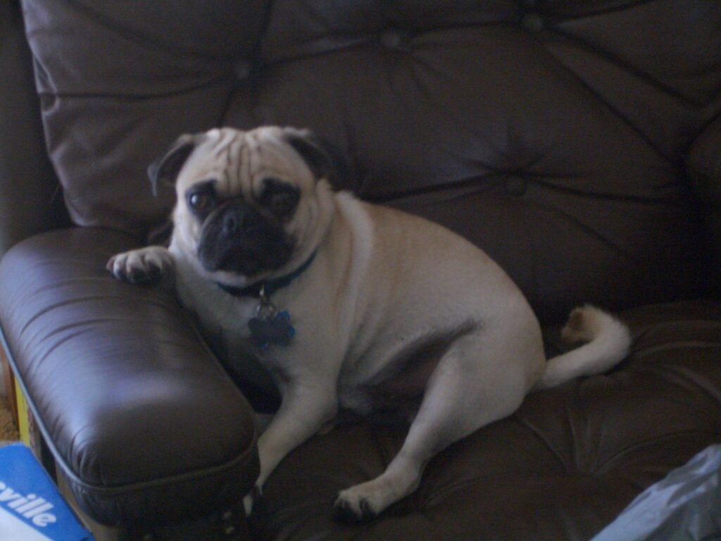 A fawn pug stretched out on a dark brown leather sofa