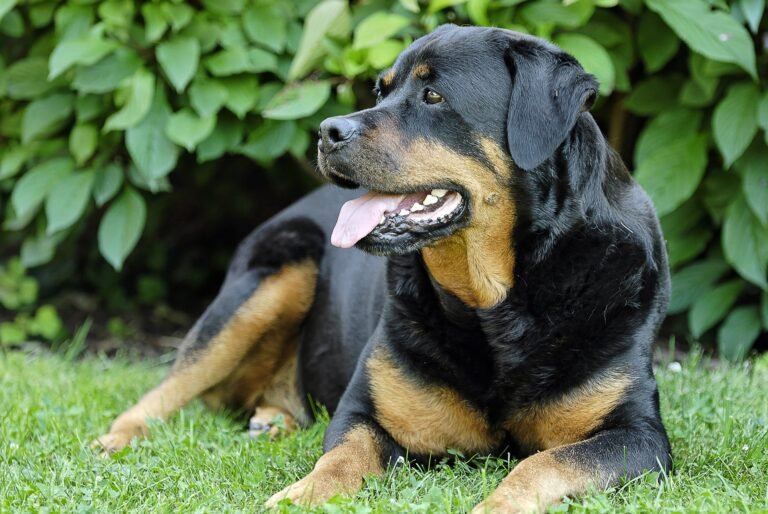 Are Rottweilers Good Apartment Dogs