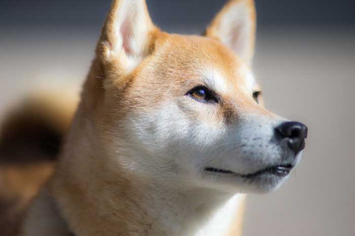 Are Shiba Inus good apartment dogs?