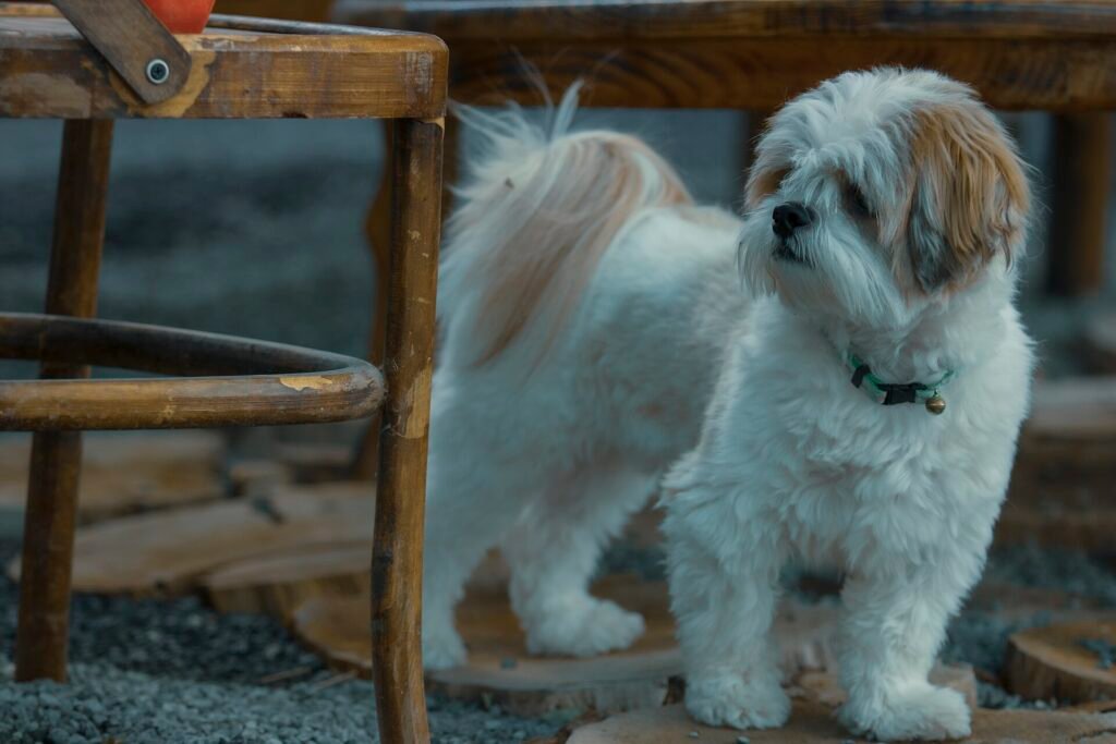 Are Shih Tzus Good Apartment Dogs