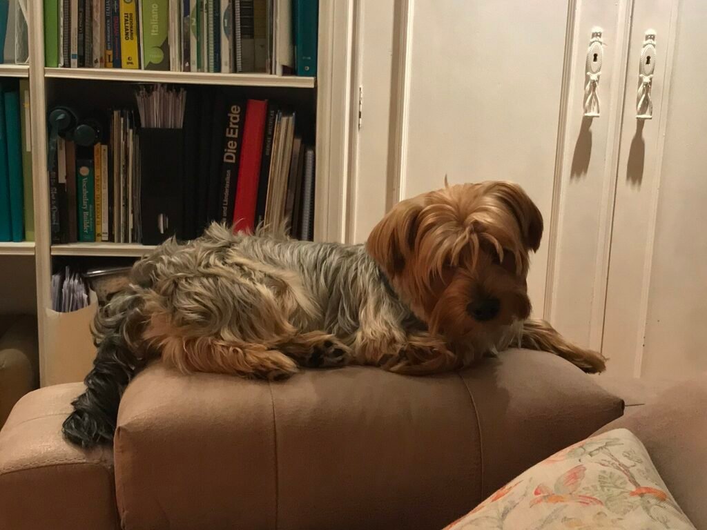 Are Yorkshire Terriers Good Apartment Dogs