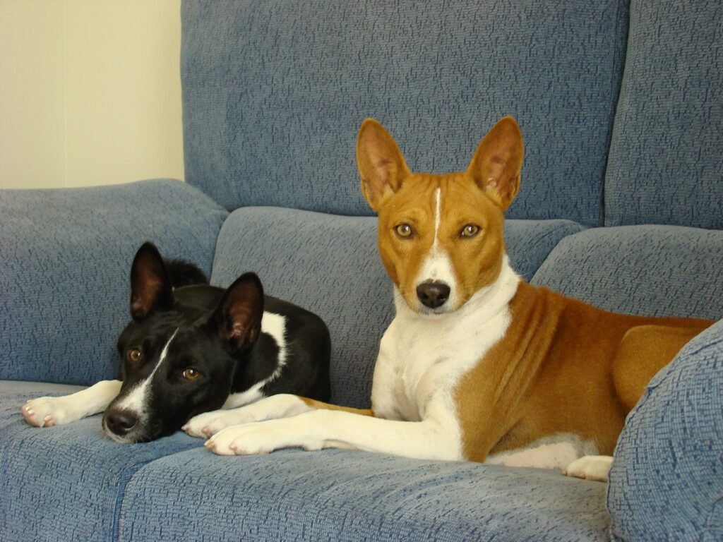 Basenji lying on a blue sofa indoors beside a black and white dog
