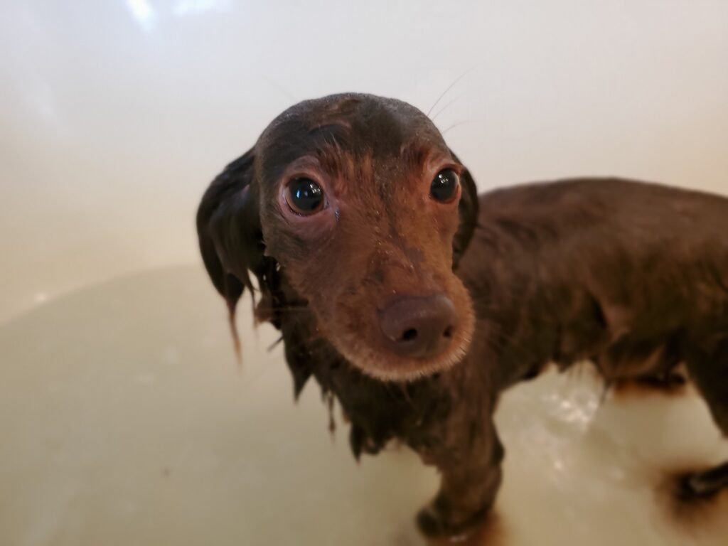 Small dog being bathed in a tub, wet fur