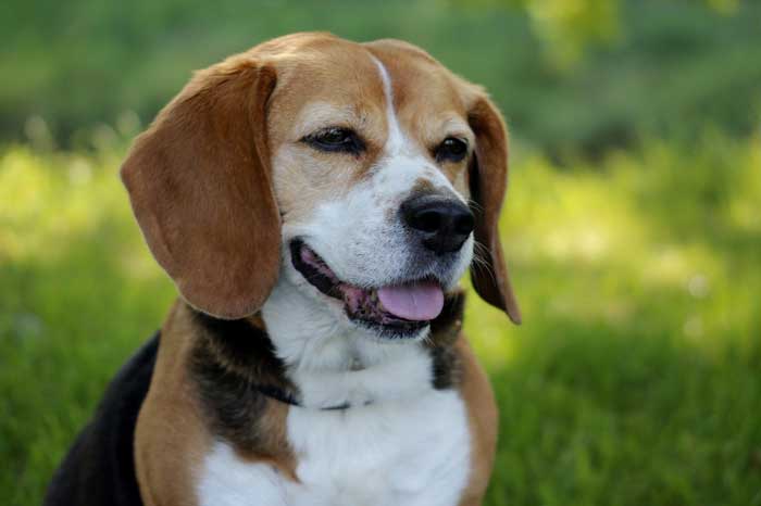 A Beagle dog smiling