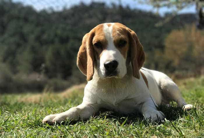 Beagle Cons