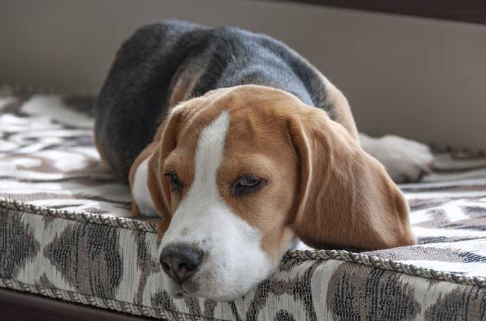 A Beagle dog indoors