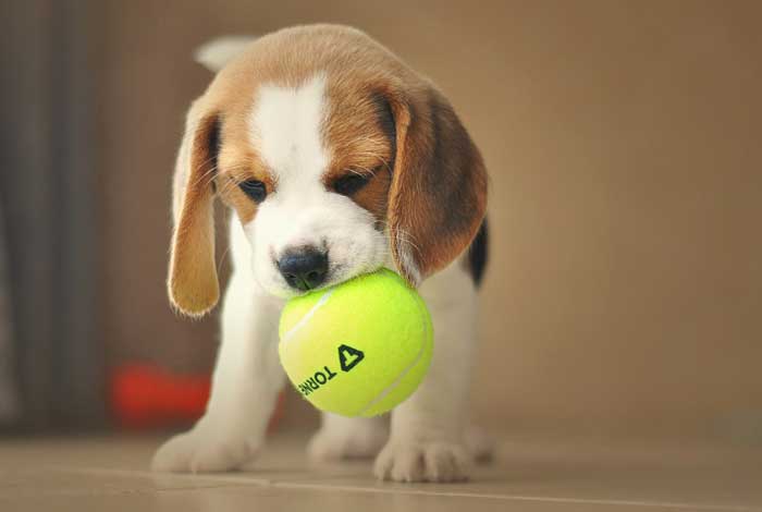 20 Pros and Cons of Owning a Beagle You Need To Know