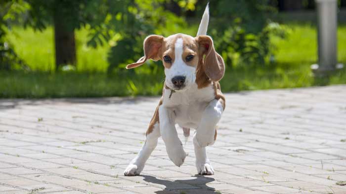 Beagle puppy running