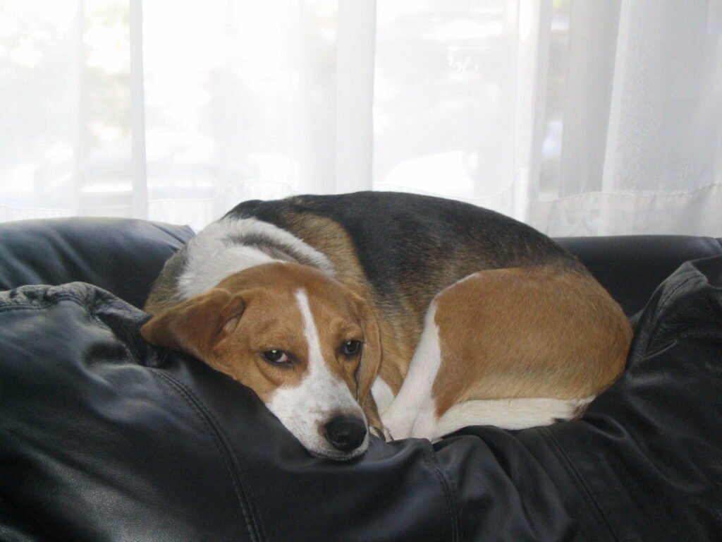 Beagle resting quietly on a couch