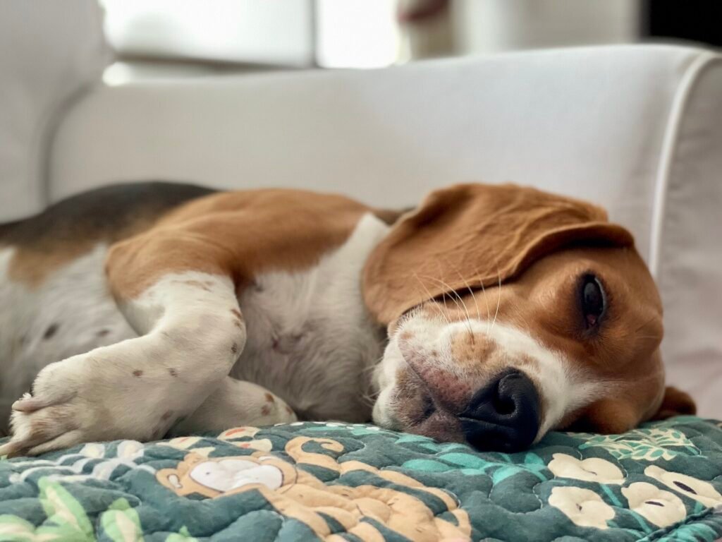 Beagle asleep on a patterned blanket on a sofa