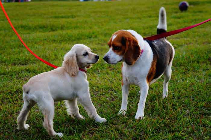 Beagle socialization needs