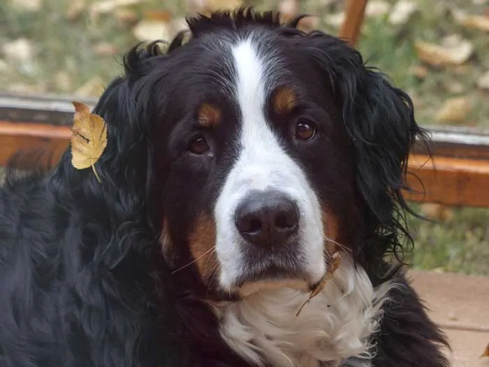 Bernese Mountain Dog