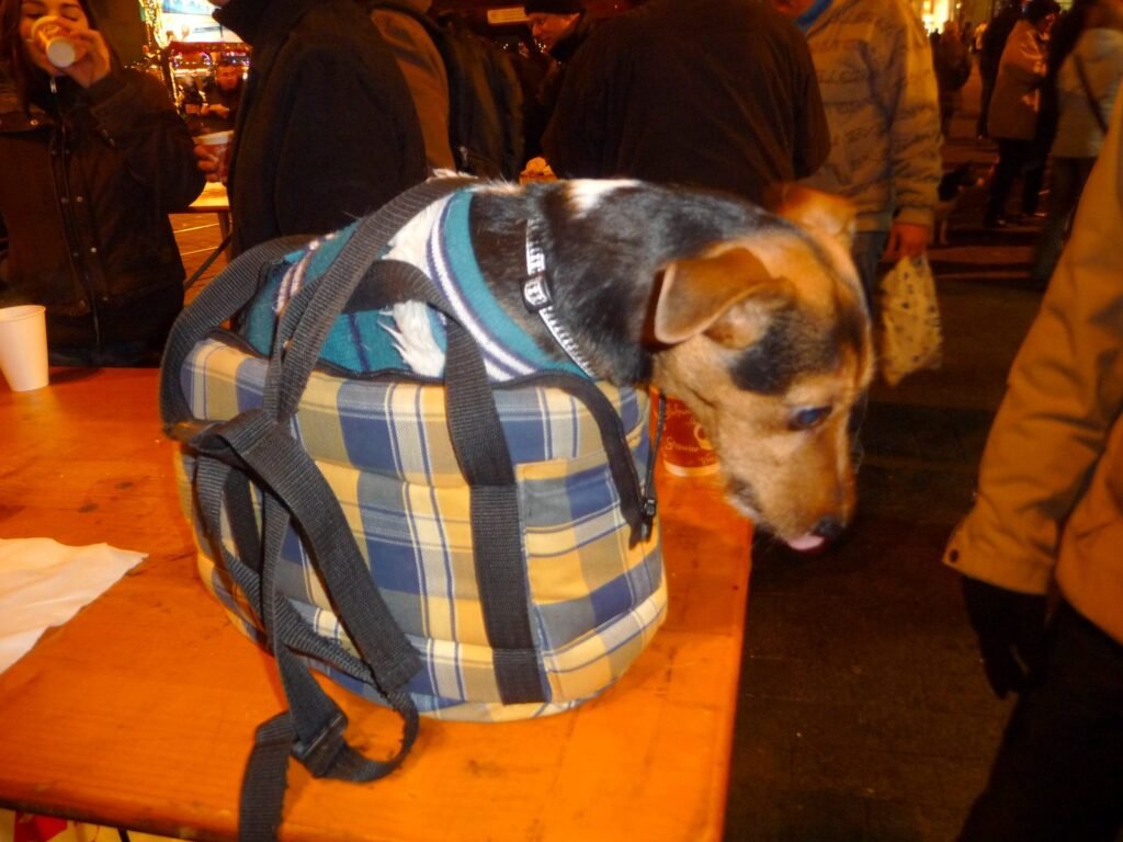 A terrier carried through a busy street in a plaid backpack dog carrier