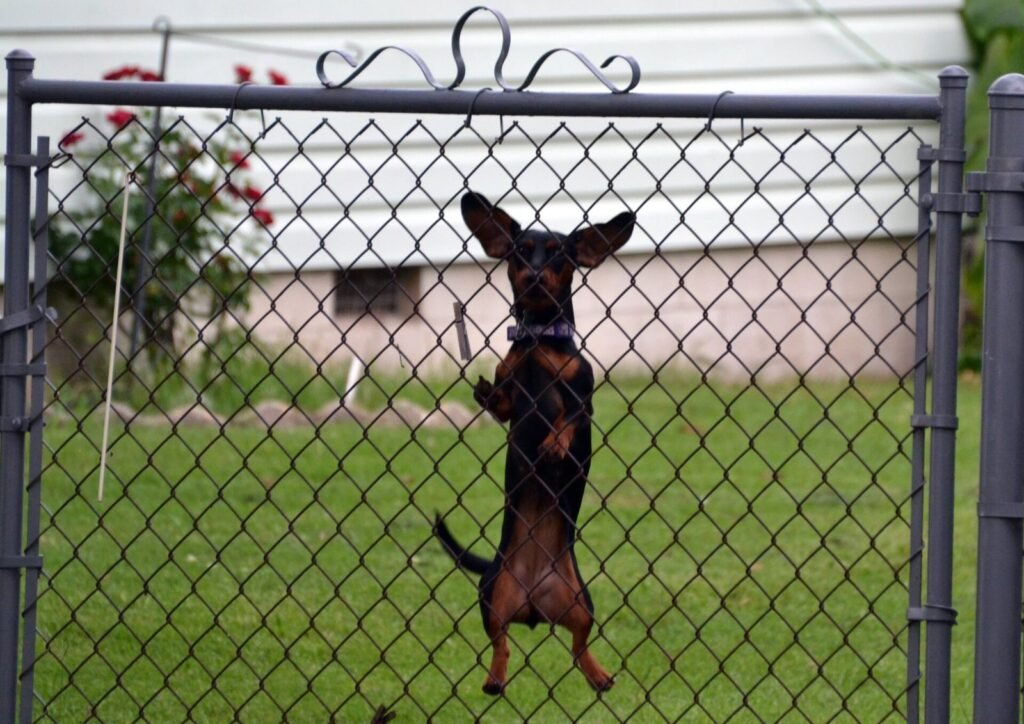 A dachshund jumping up against a wire fence, back legs off the ground
