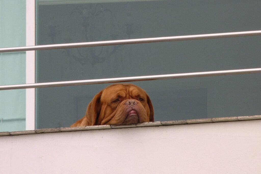A dog looking down over a balcony rail, waiting to be taken out