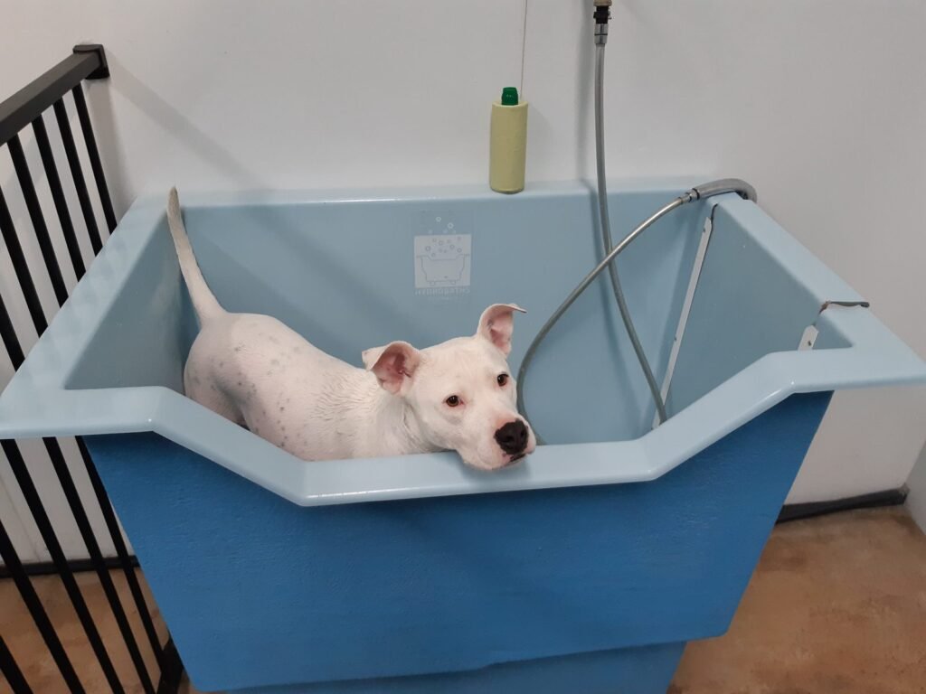 A white dog standing in a blue grooming tub at a pet shop wash station