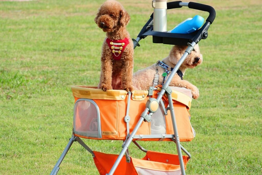 Two small dogs riding side by side in an orange dog stroller