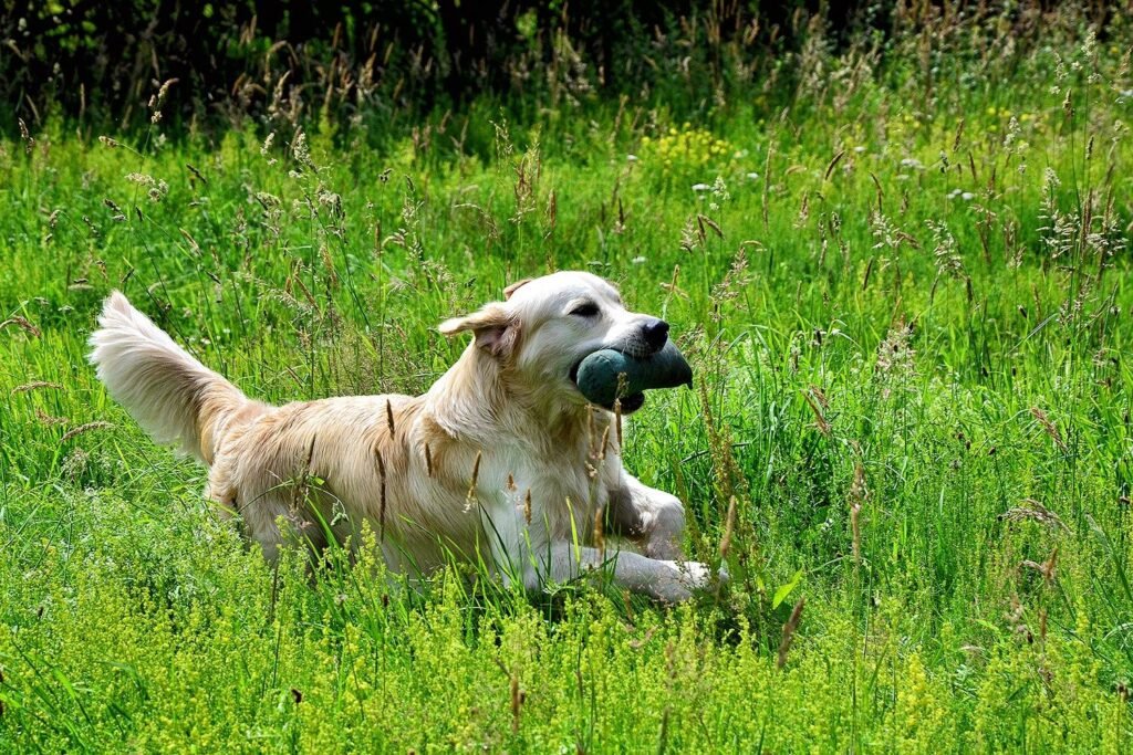 A golden retriever running back through long grass carrying a training dummy