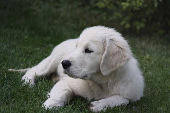 10 Best Dogs for First-Time Owners