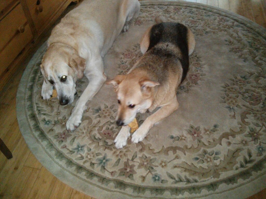 Two dogs lying side by side on a living room rug