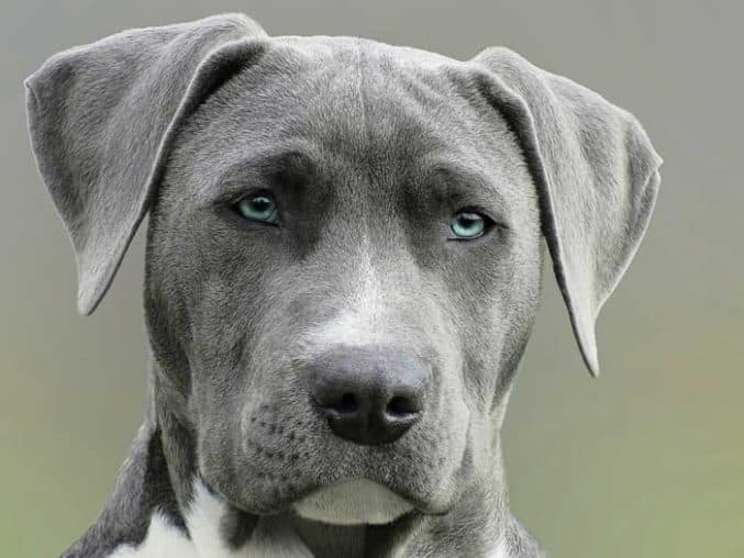 10 Best Guard Dog Breeds for Apartment Life CityDogsLife