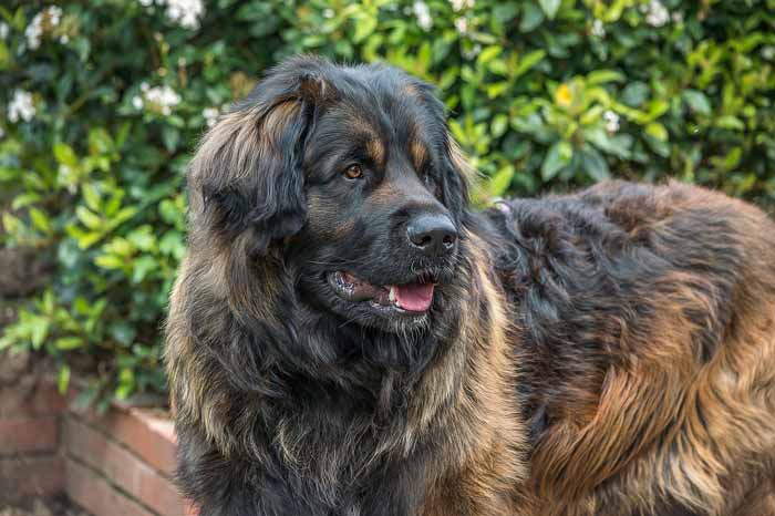 Large dog breeds for first time owners