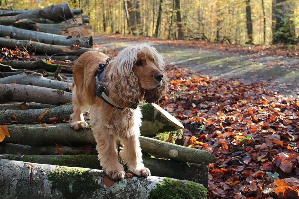 An English cocker spaniel standing on fallen logs in an autumn wood