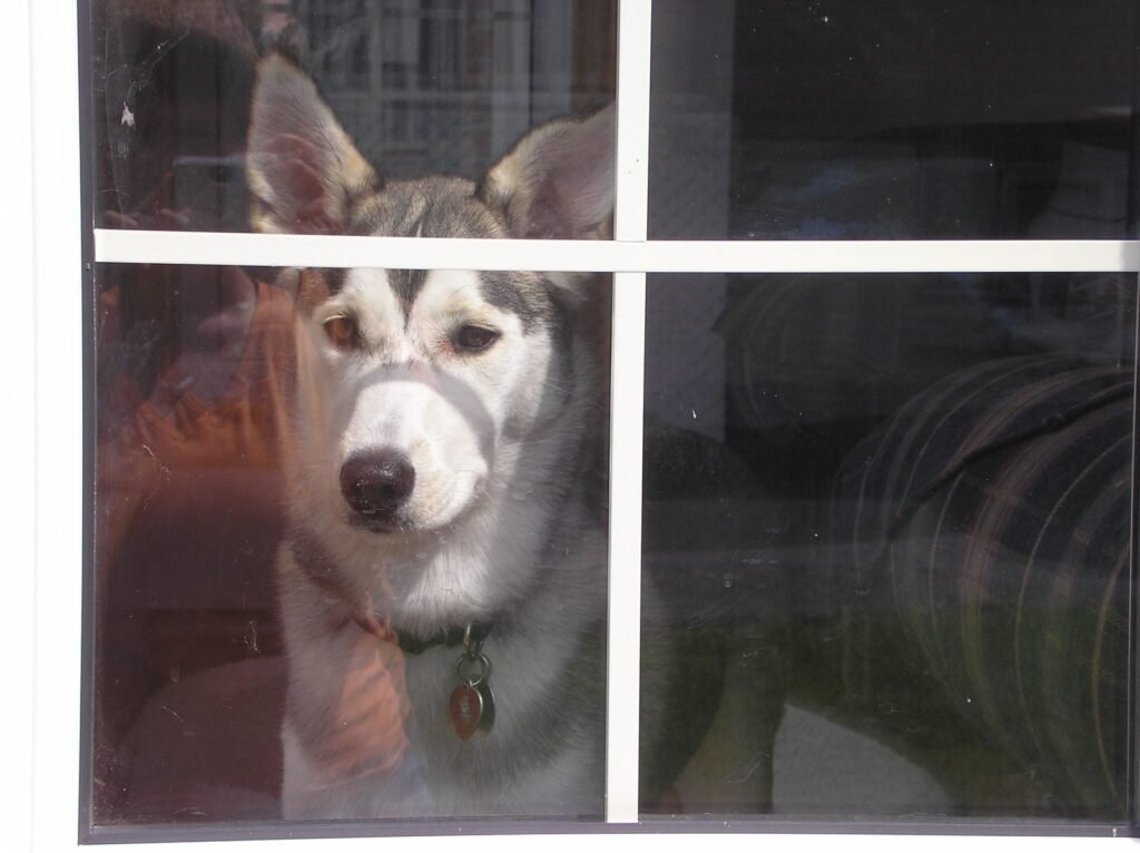A husky looking out through a window pane from inside a house